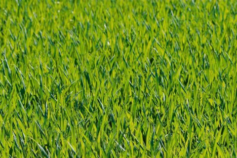 Artificial Grass Installation Arnold